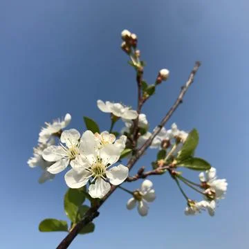 White Blossoms Stock Photos