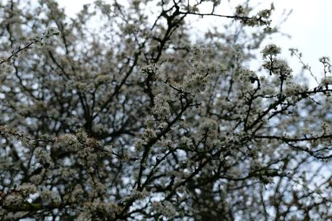 White Blossoms Stock Photos
