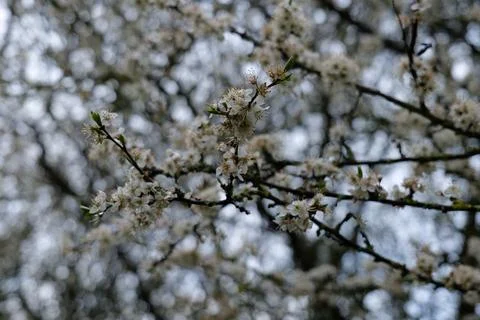 White Blossoms Stock Photos