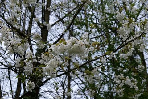 White Blossoms Stock Photos