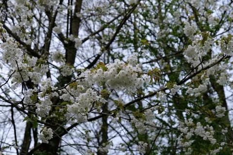 White Blossoms Stock Photos