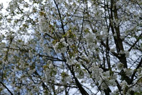 White Blossoms Stock Photos