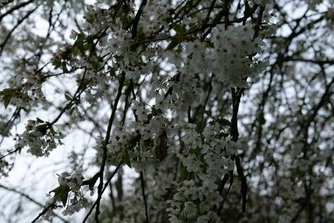 White blossoms Stock Photos