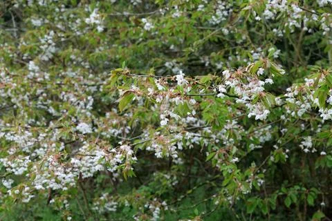 White Blossoms Stock Photos