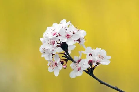 White blossoms of plum tree Stock Photos
