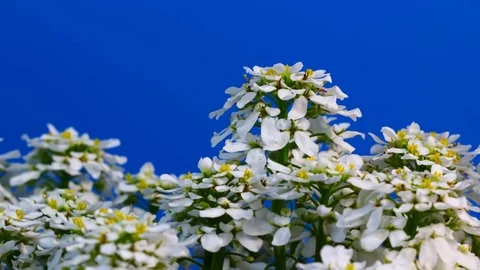White blossoms rising timelapse Stock Footage 84886231