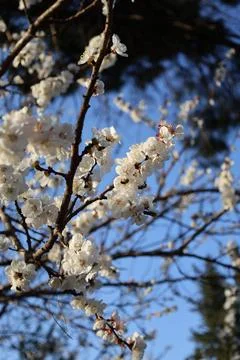 White blossoms sky Foto stock