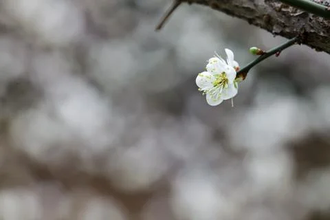 White blossoms in the spring for adv or others purpose use Foto stock