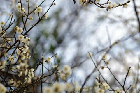 White blossoms in the spring for adv or others purpose use Foto stock