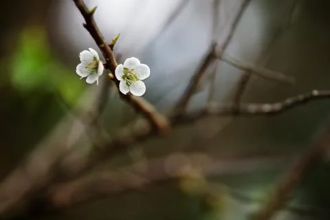 White blossoms in the spring for adv or others purpose use Foto stock