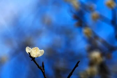 White blossoms in the spring for adv or others purpose use Foto stock