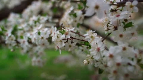 White Blossoms Spring Branch Closeup. Video stock 306286744