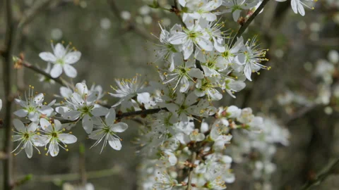 White blossoms in spring close up Stock Footage 271148314