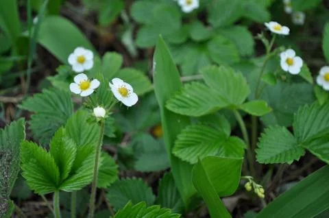 White blossoms of spring flora bloom amidst wild leaves in nature's garden Foto stock