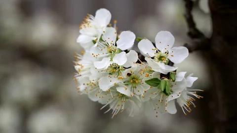 White blossoms in spring Stock Footage 93539377