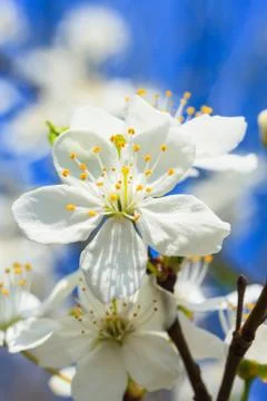 White blossoms in spring Stock Photos