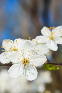 White blossoms in spring Foto stock