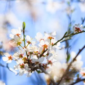 White blossoms in spring Stock Photos