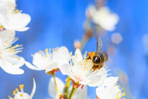White blossoms in spring Stock Photos