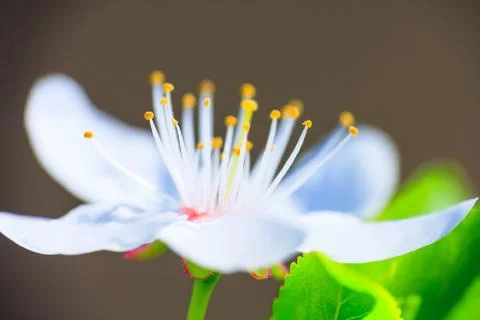 White blossoms in spring Stock Photos