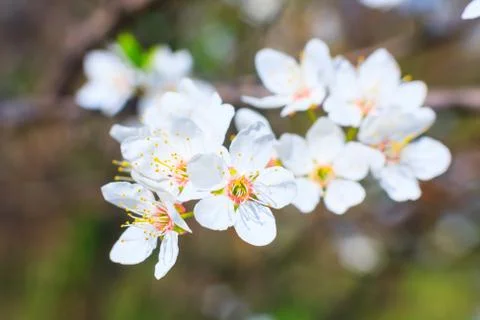 White blossoms in spring Fotos Stock