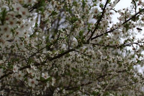 White blossoms in the spring Stock Photos