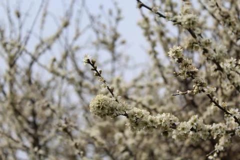 White blossoms in the spring Stock Photos