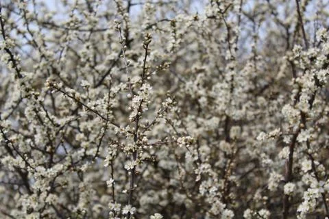 White blossoms in the spring Stock Photos