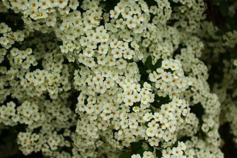 White blossoms in the spring Foto stock