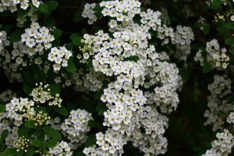 White blossoms in the spring Stock Photos