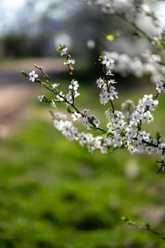 White Blossoms in Spring 写真素材