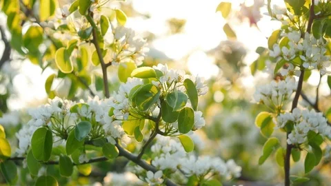 White blossoms at springtime Video stock 73376716