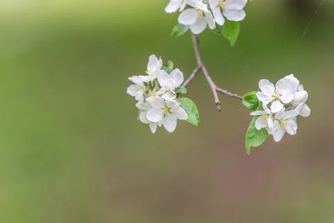 White blossoms with subtle rain droplets, muted green background and fresh we Stock Photos