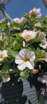 White blossoms in the sunlight Stock Photos
