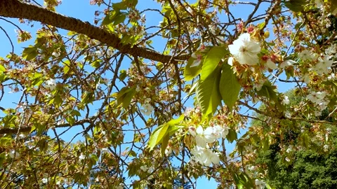 White Blossoms swaying in the wind. 库存影片 153539233