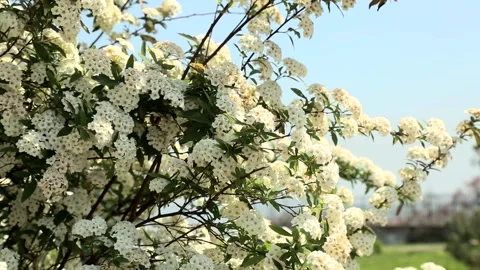 White Blossoms On A Tree Against A Blue Spring Sky Stock Footage 344073100