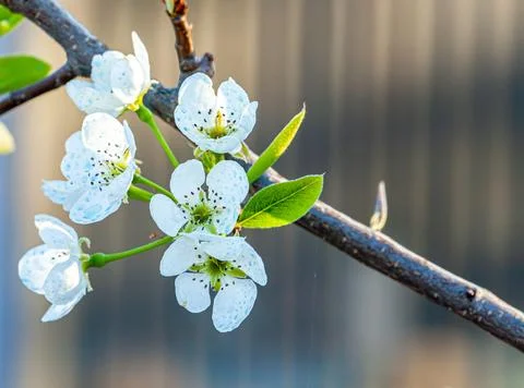 White blossoms on tree. Background. Springtime. Stock Photos