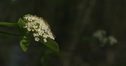 White blossoms on tree branch in sunlight 스톡 동영상 332511371