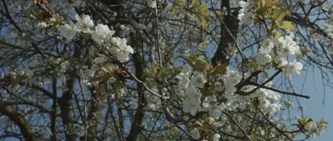 White blossoms Tree Stock Footage 52092373