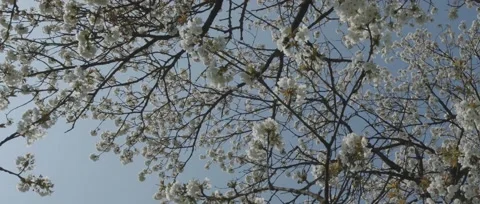 White blossoms Tree Stock Footage 52092379
