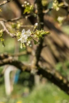 White blossoms on a tree on the green field Stock Photos