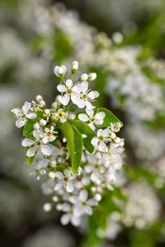 White blossoms on a tree. Stock Photos