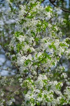 White blossoms on a tree. Stock Photos
