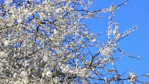 White blossoms on tree in spring against blue sky Stock Footage 173602349