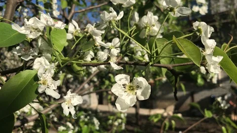 White blossoms on the tree in spring. Flowers on twig. Stock Footage 94490181
