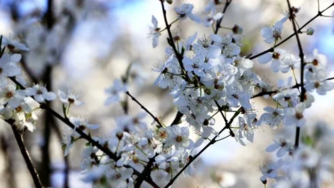 White blossoms on tree in spring  Stock Footage 173602108
