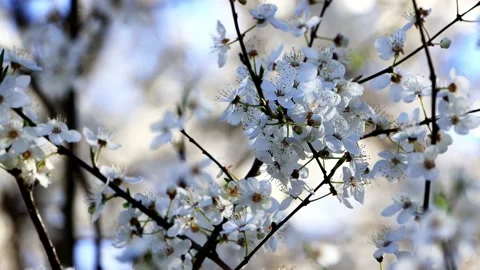 White blossoms on tree in spring  Stock Footage 188504335