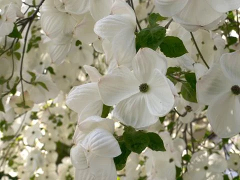 White blossoms in trees in spring Stock Photos