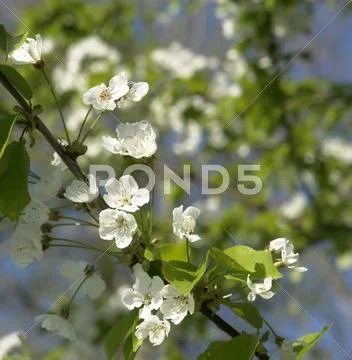 White blossoms on a twig at spring time Stock Photos