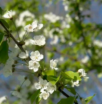 White blossoms on a twig at spring time Stock Photos